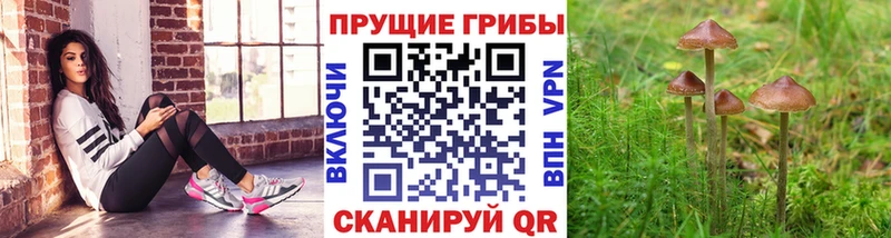 Псилоцибиновые грибы Cubensis kraken tor Новоржев